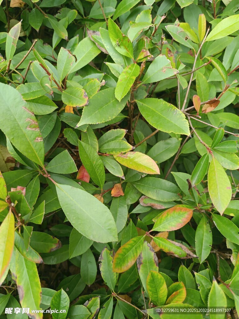 翠绿繁茂的植物叶片