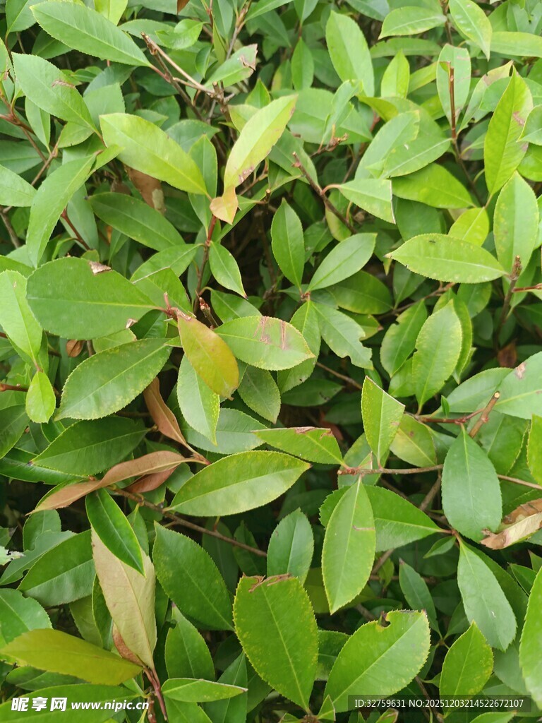 翠绿繁茂的植物叶片