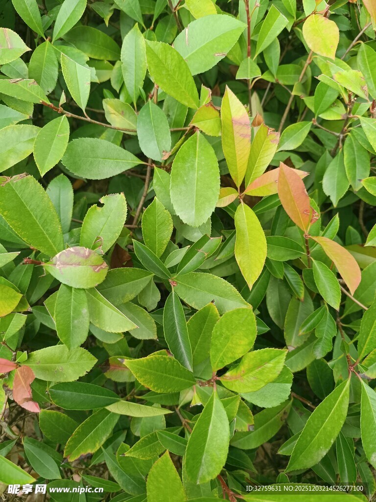 翠绿叶片与少量红叶植物