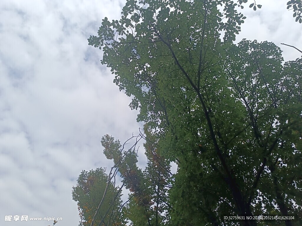 仰视绿树与天空