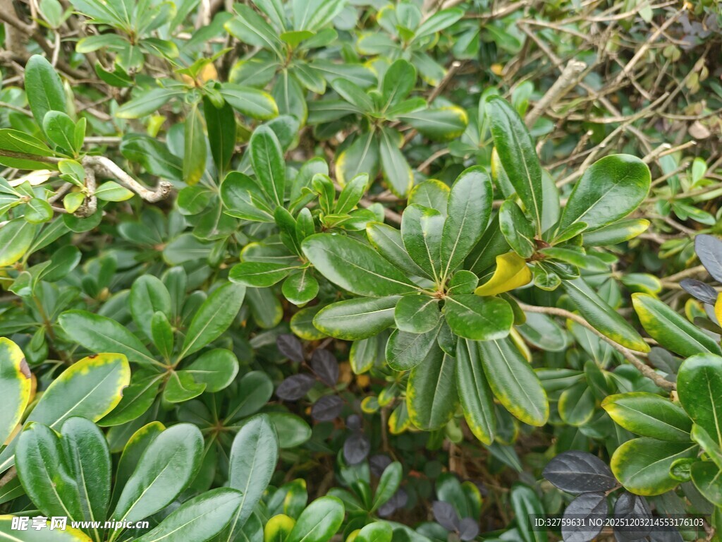 绿叶繁茂的植物景观