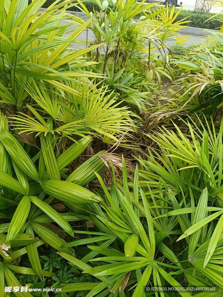 翠绿茂盛的丛生植物