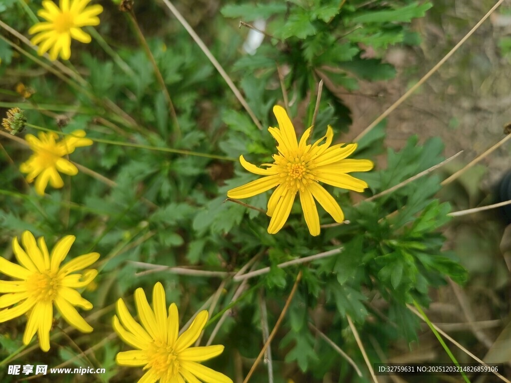 黄色小花绽放于绿叶间