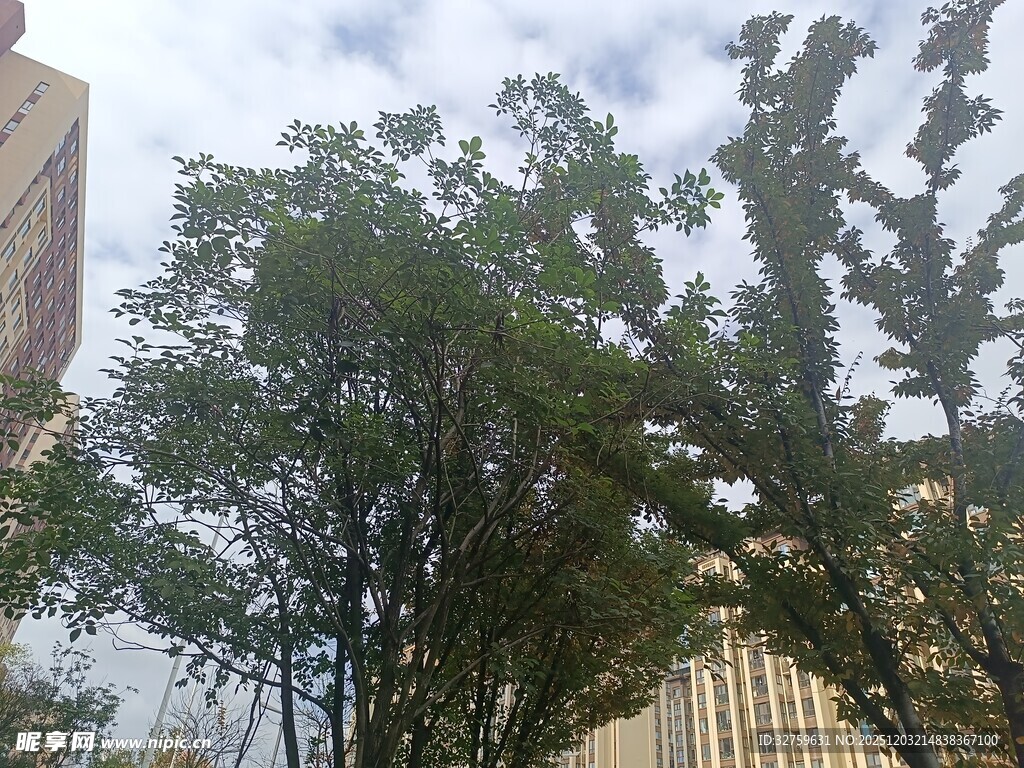 城市中的葱郁树木