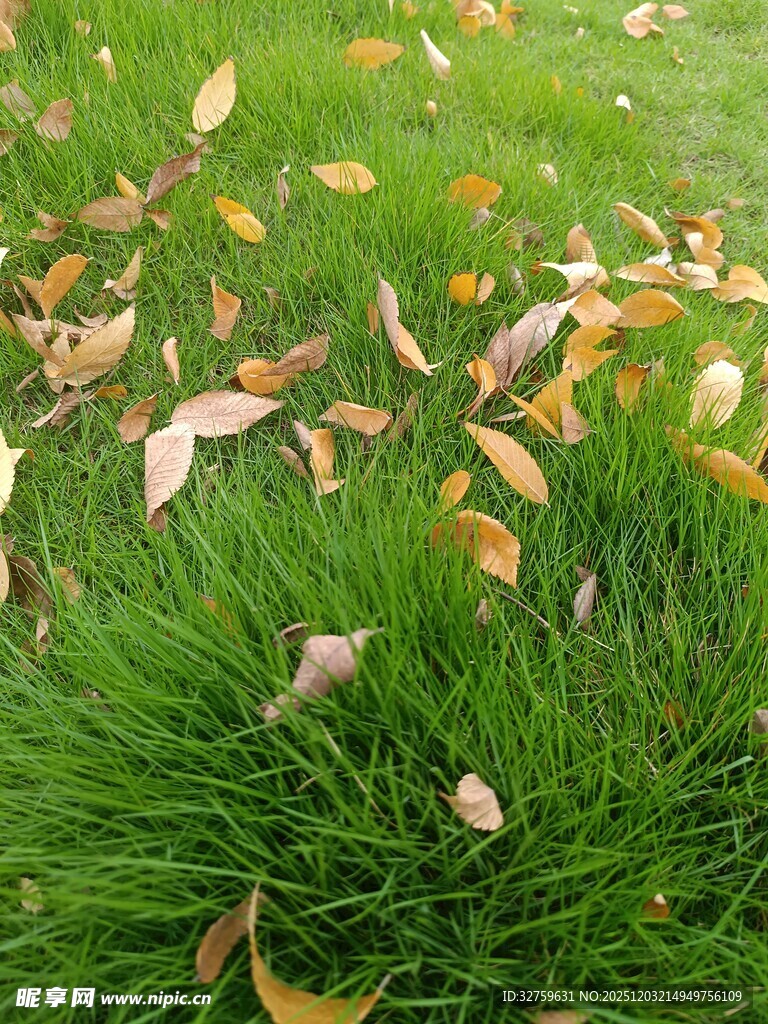 草地上的缤纷落叶