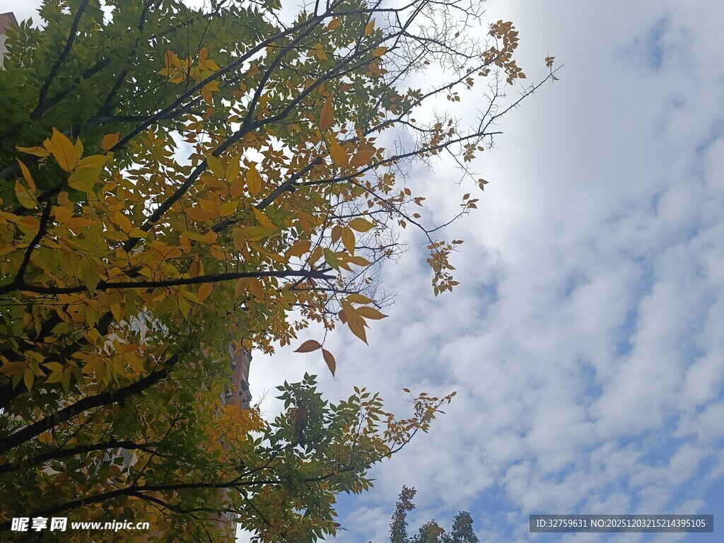 秋日树梢与蓝天白云