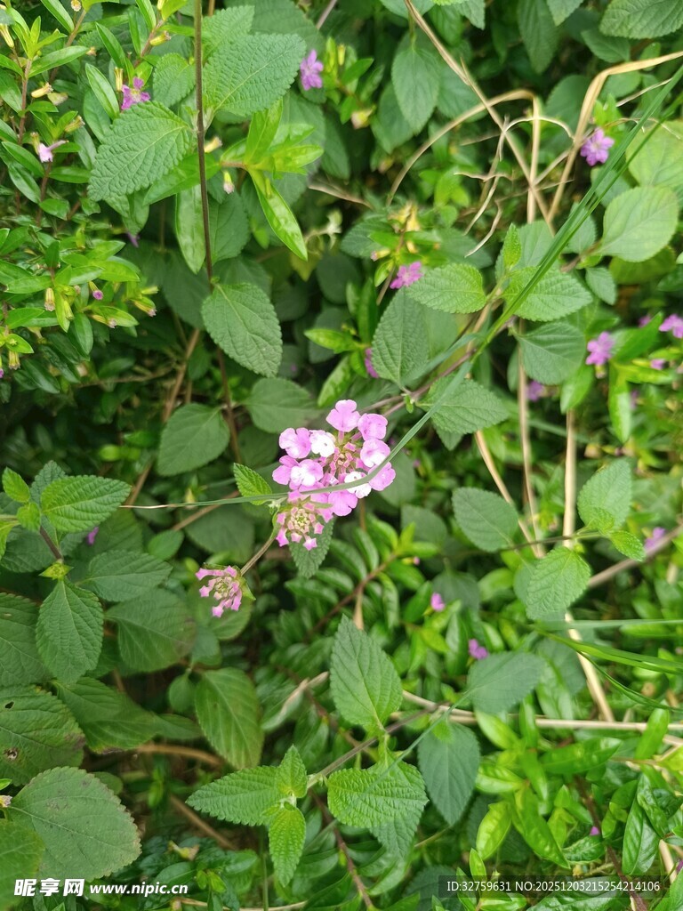 草丛中的粉色小花