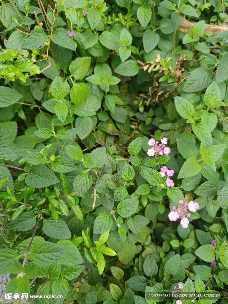 绿叶丛中的粉白小花