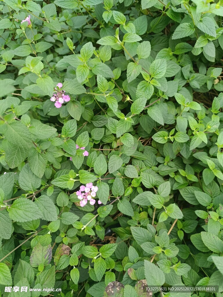 绿叶丛中的粉色小花