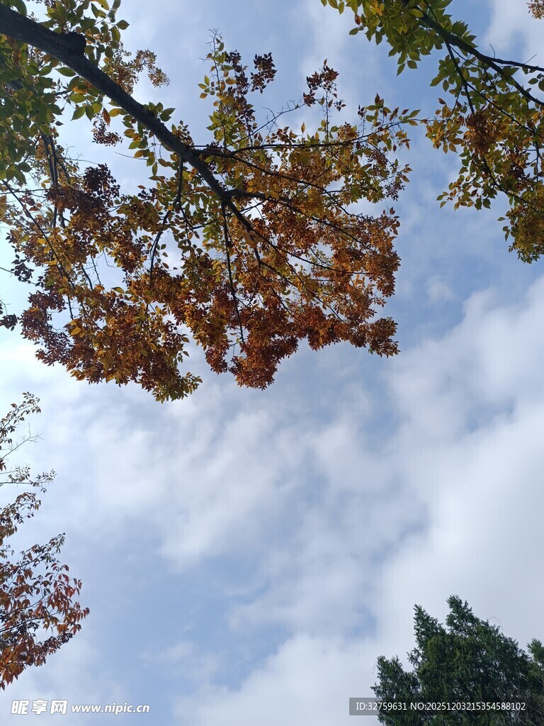 秋日树梢与蓝天白云