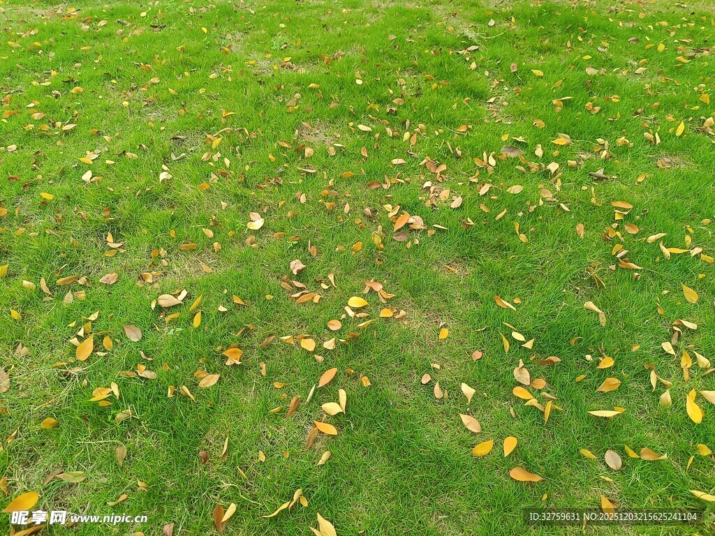 秋日草地落叶景致