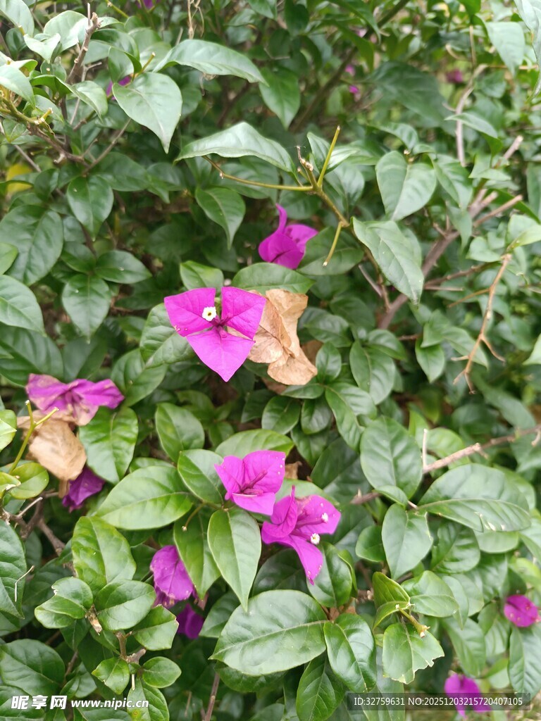 绿叶丛中的艳丽三角梅