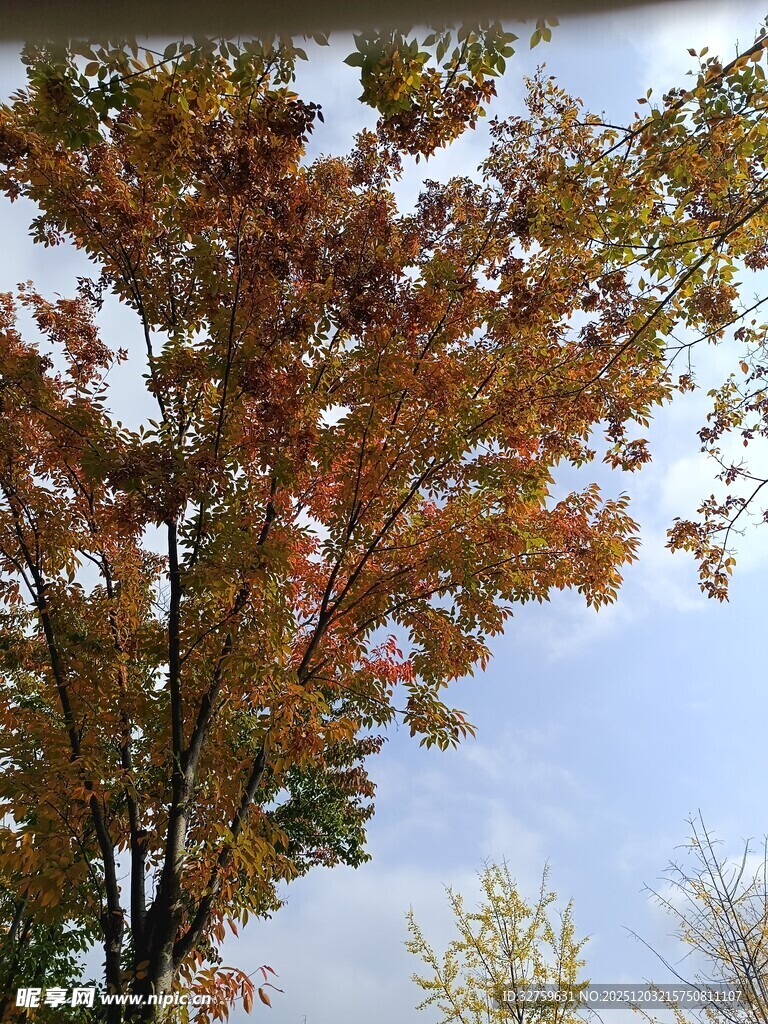 秋日斑斓树叶映蓝天
