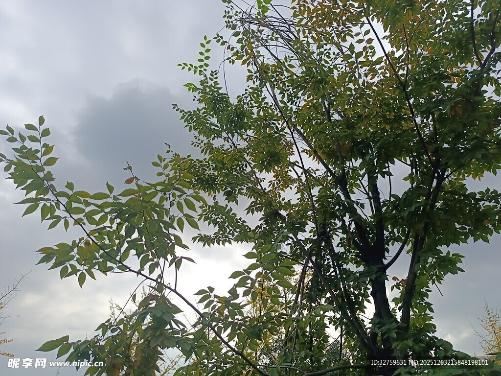 天空下的繁茂绿树