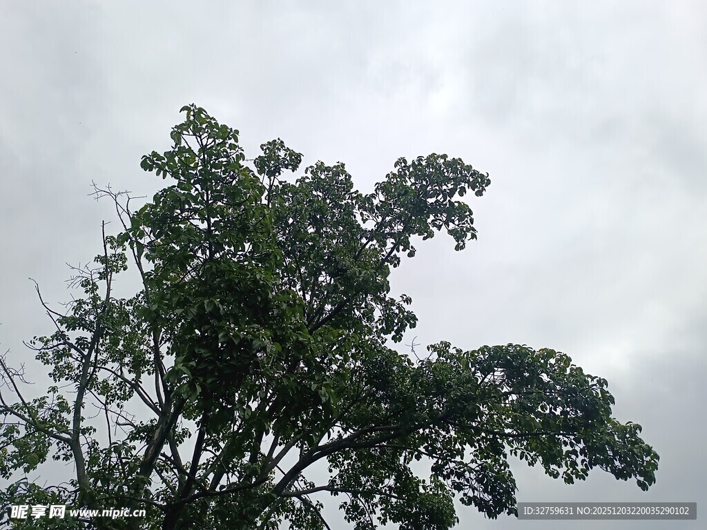 天空下的繁茂绿树