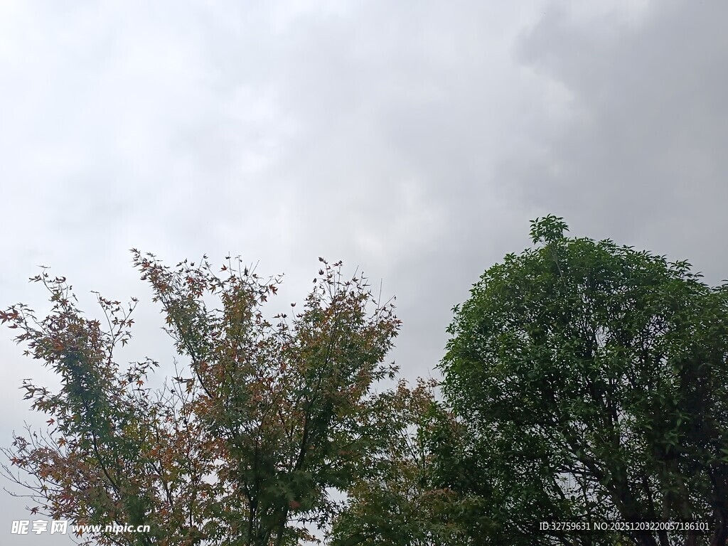 阴天中的树木景观