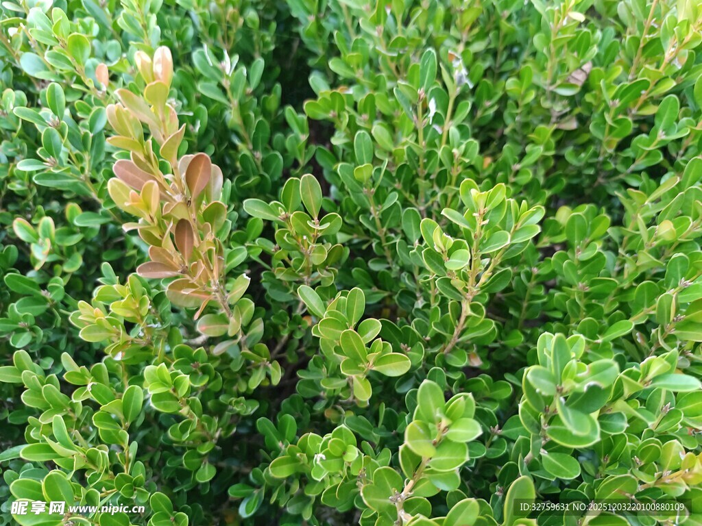 绿叶丛中一抹褐叶