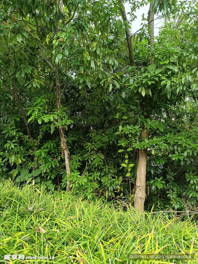 茂密树林中的两棵树木