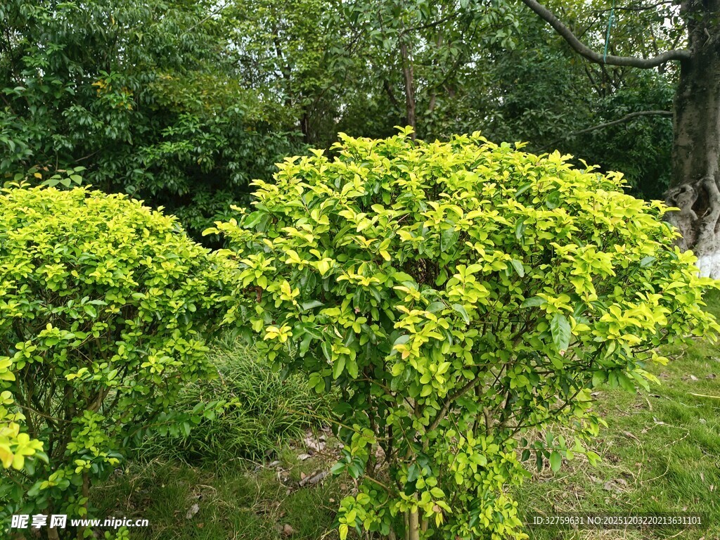 翠绿灌木装点户外景致