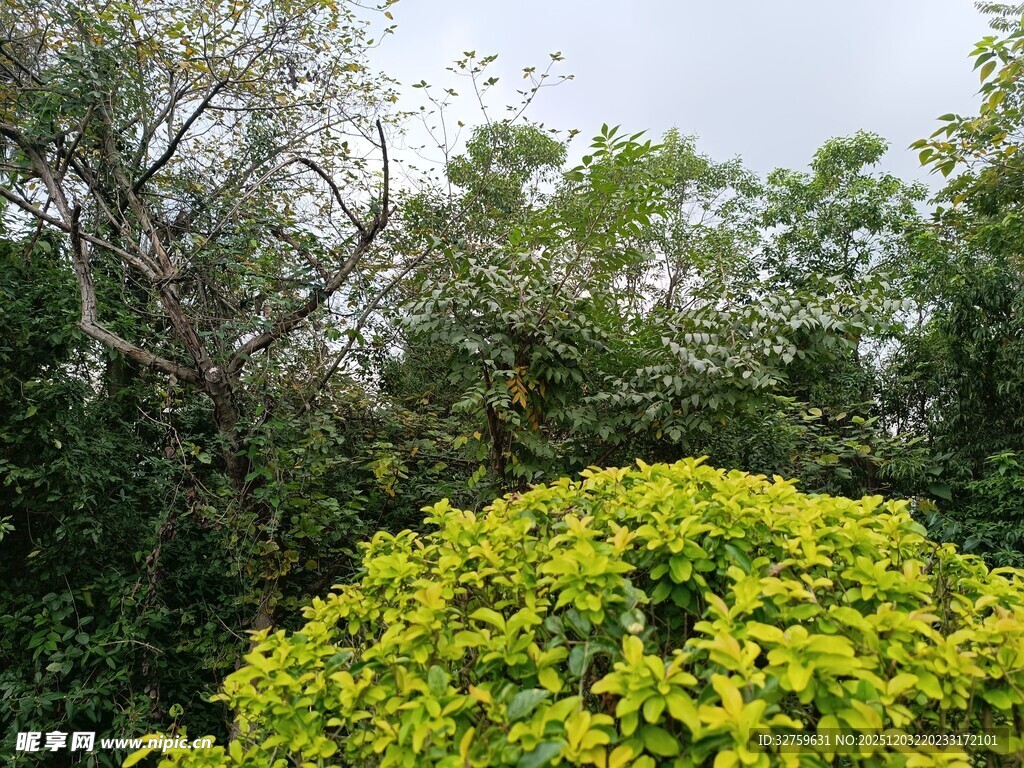 绿意盎然的繁茂植物景观