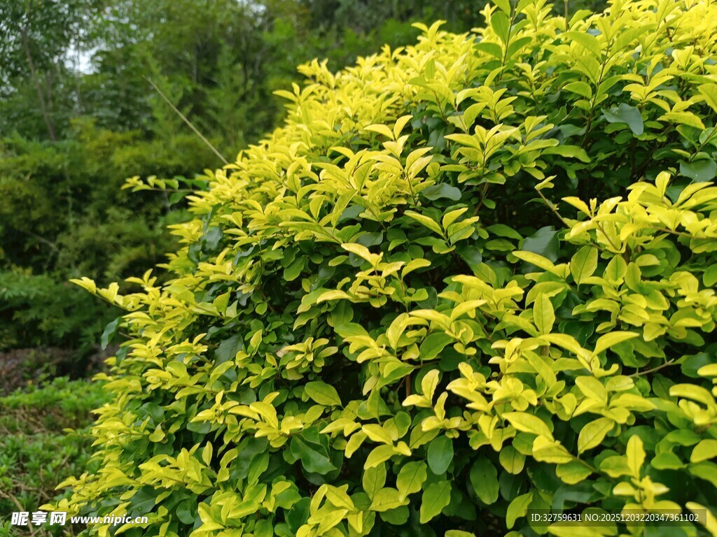 金黄茂密绿植景观