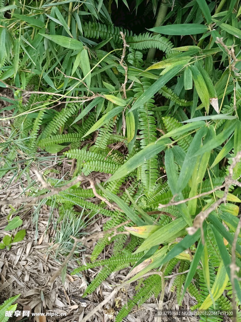 野外生长的绿色植物