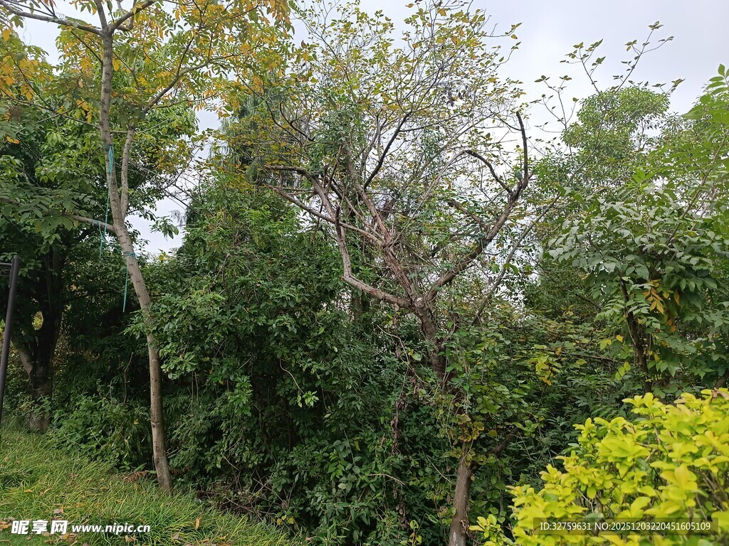 繁茂树林中的多彩植被