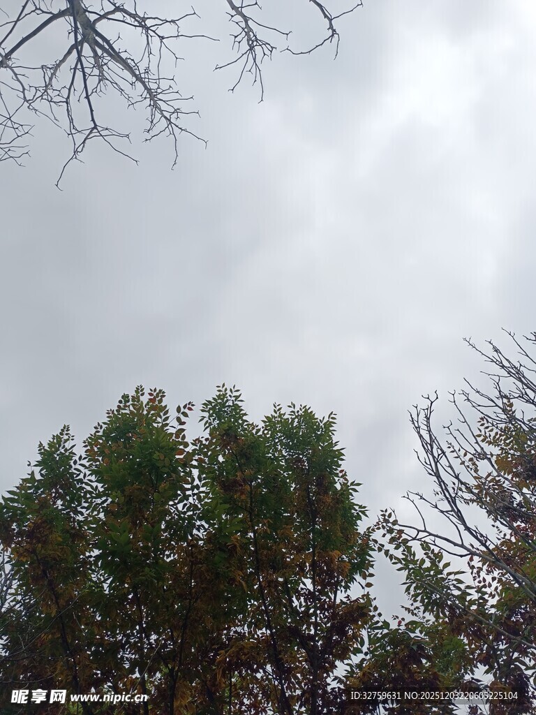 树梢之上的灰白云天