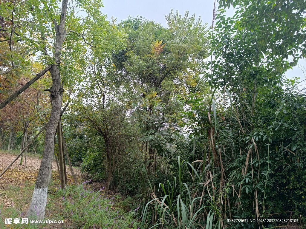 户外繁茂树林景象
