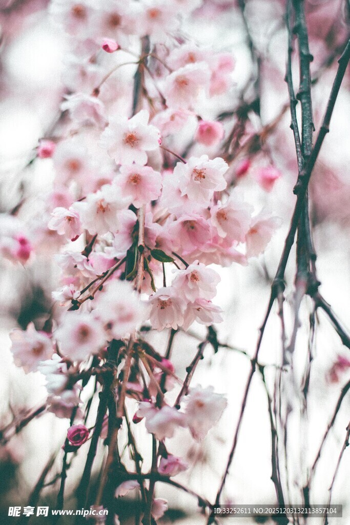 烂漫樱花绽放枝头