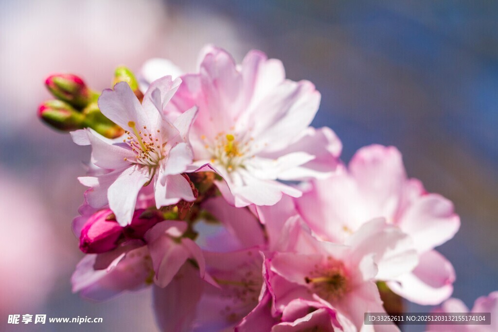 娇艳绽放的粉嫩樱花