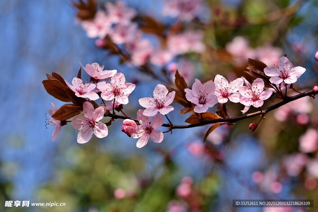 枝头绽放的粉嫩樱花