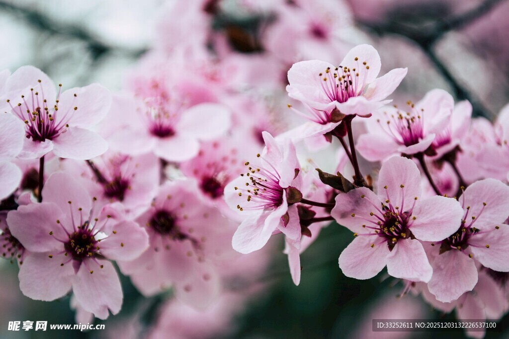 娇艳绽放的粉嫩桃花