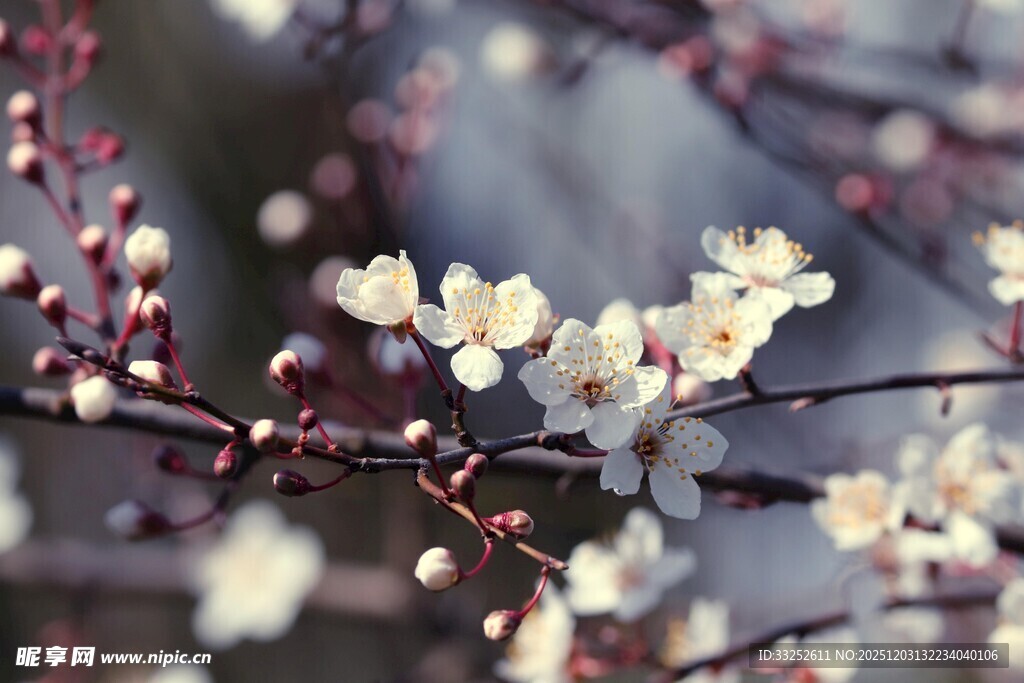 枝头绽放的素雅白色花朵