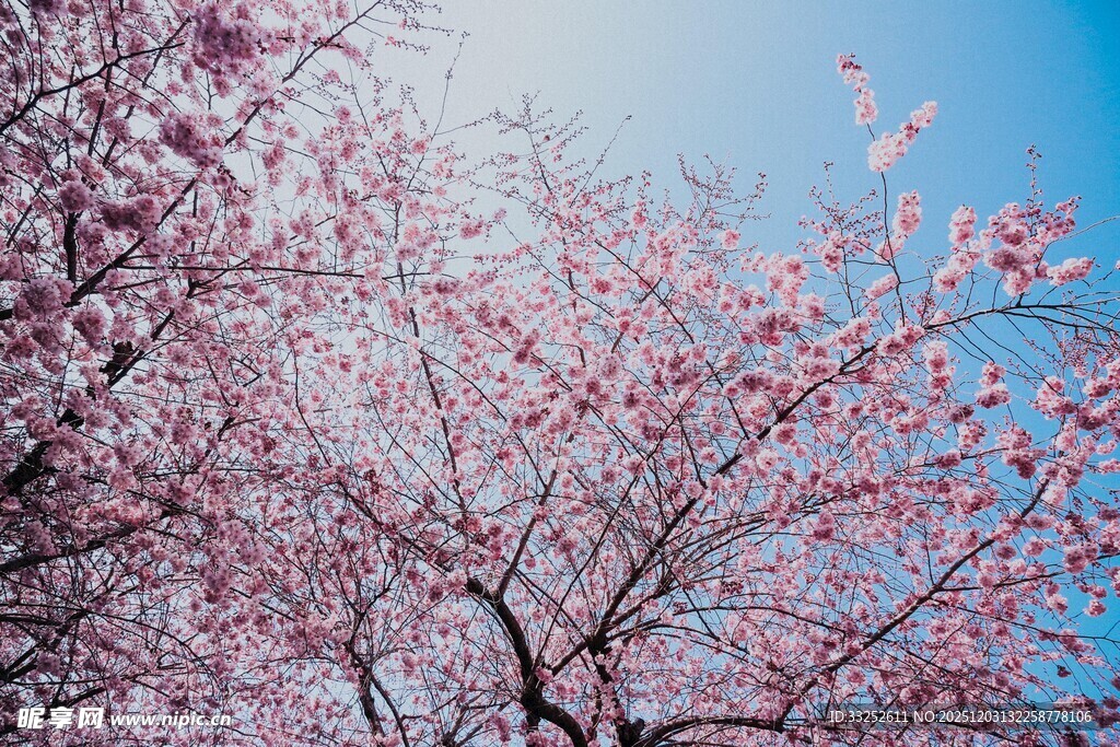 蓝天映衬下的烂漫樱花