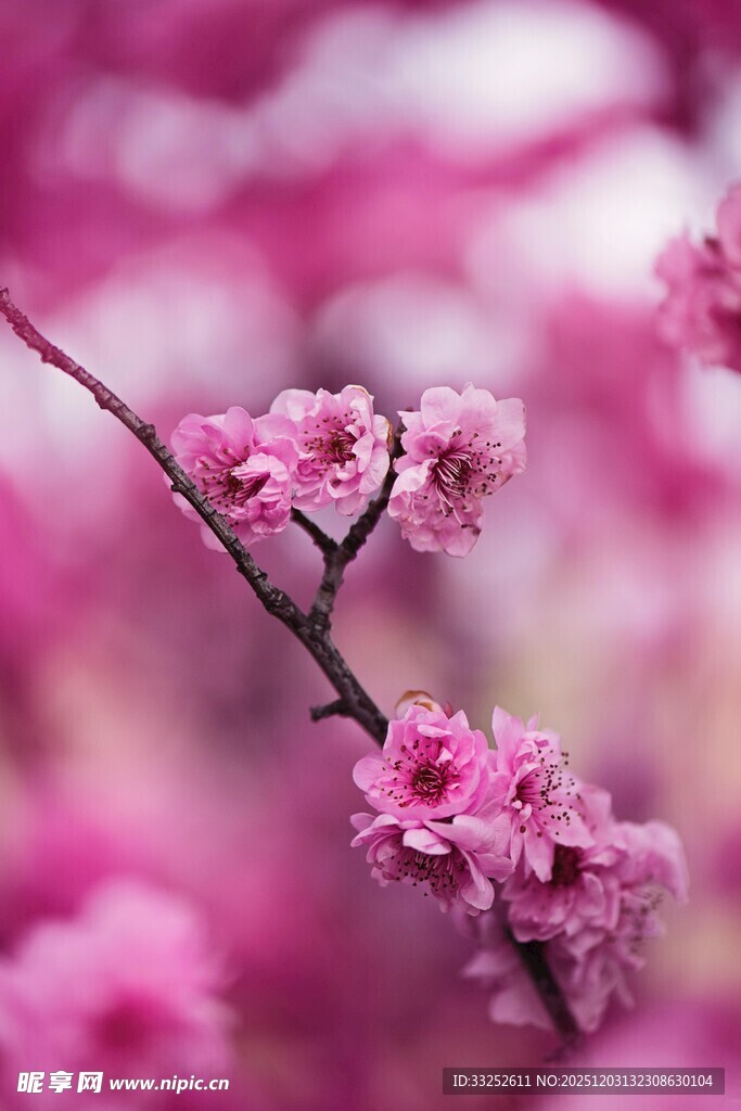 枝头绽放的粉嫩桃花