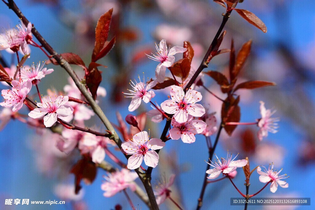 枝头绽放的粉嫩樱花