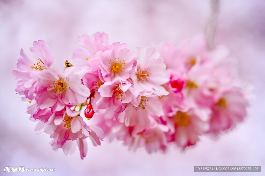 娇艳绽放的粉嫩樱花