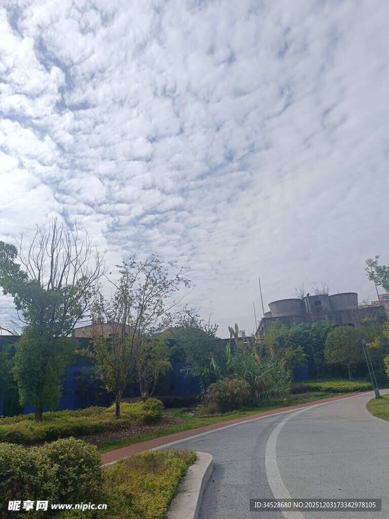 蜿蜒小路旁的绿植景观