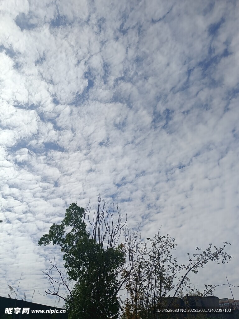 天空中蓬松云朵与绿植