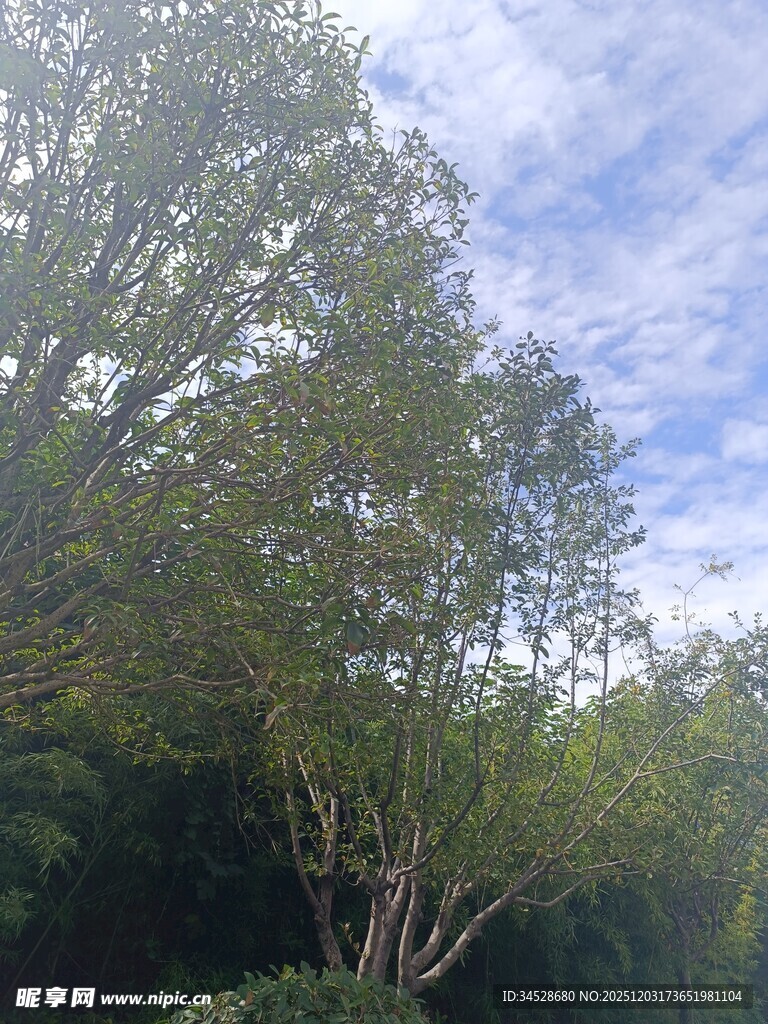 繁茂树林与蓝天白云景象