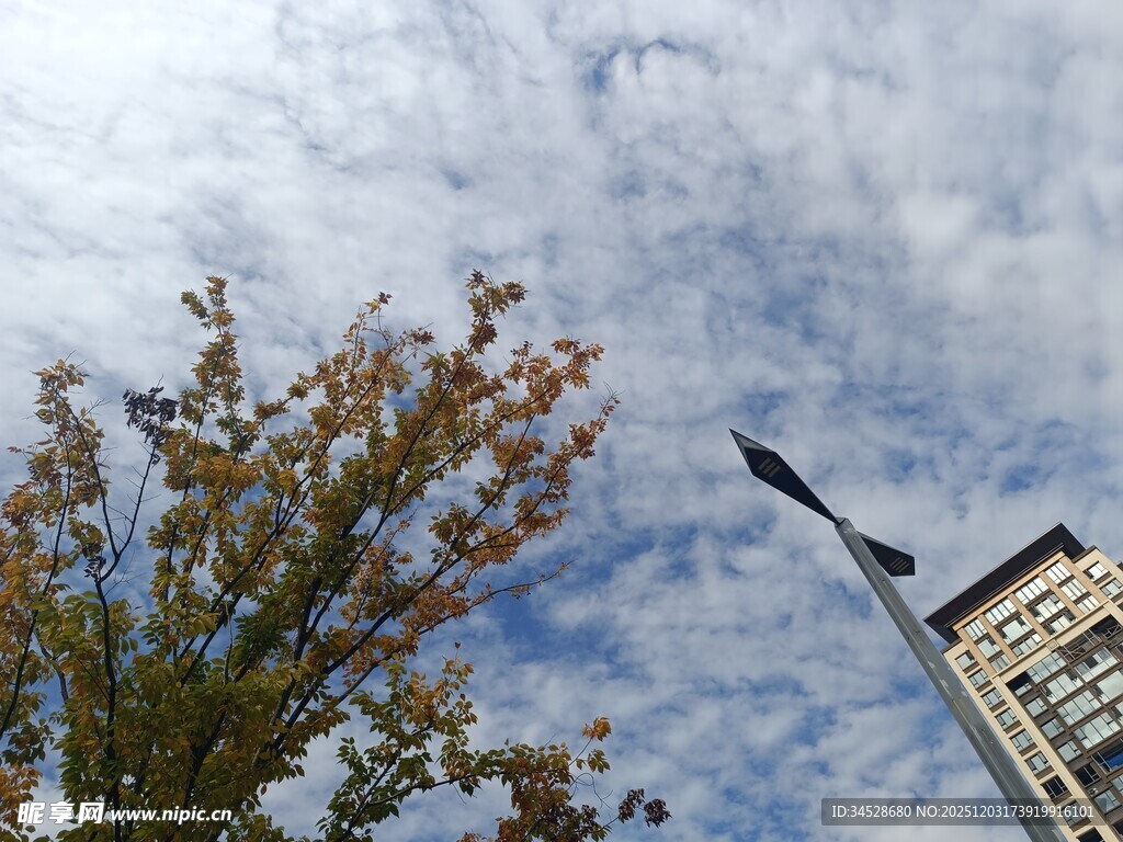 秋日树梢与城市建筑天空