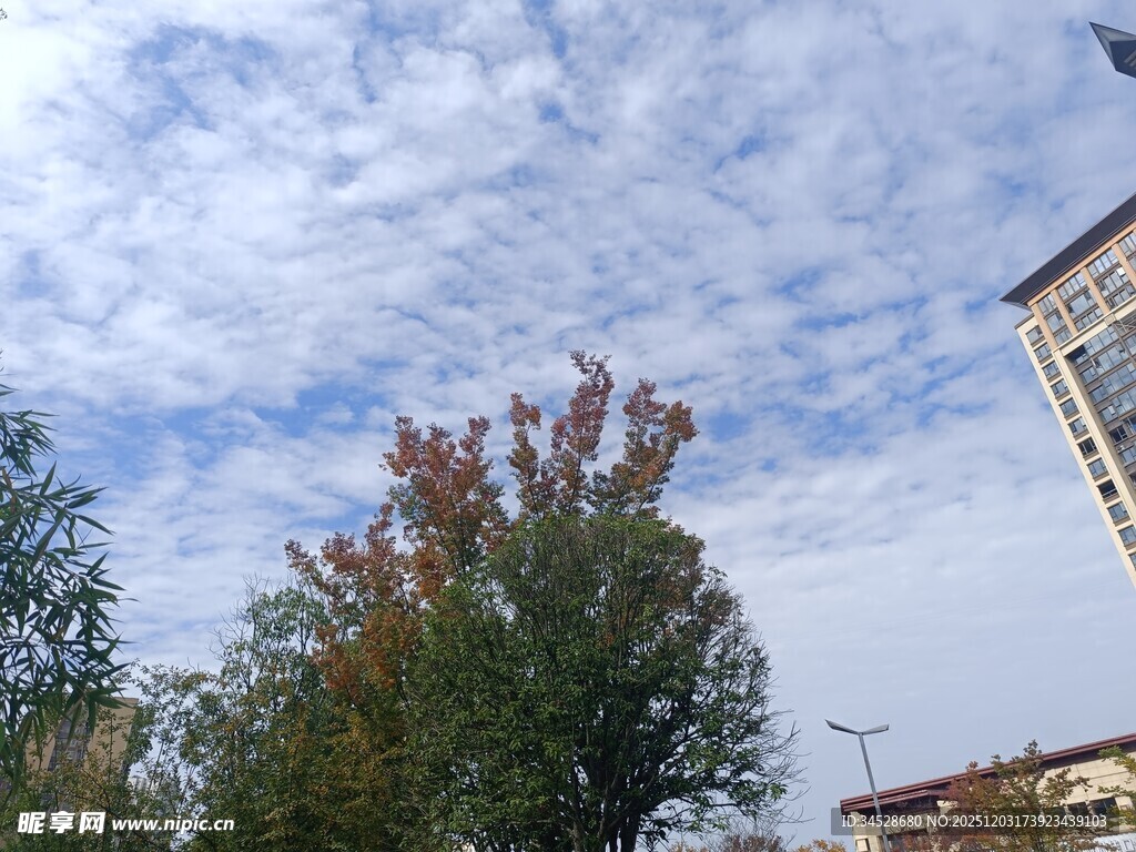 蓝天白云下的树木与建筑