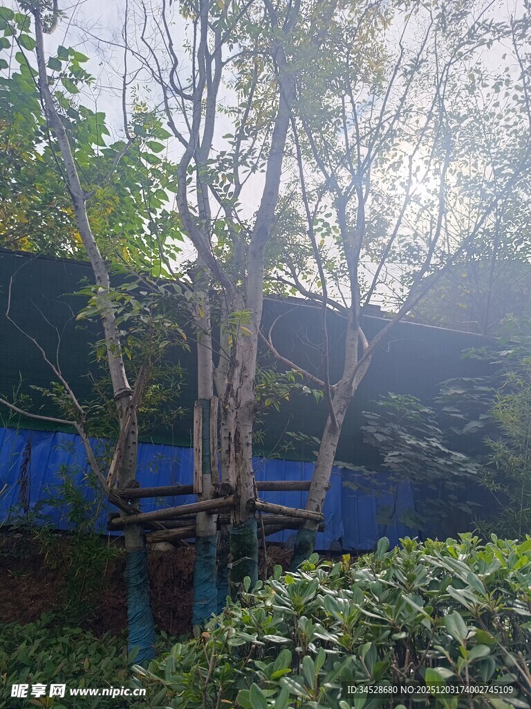 户外繁茂树木与绿植景观