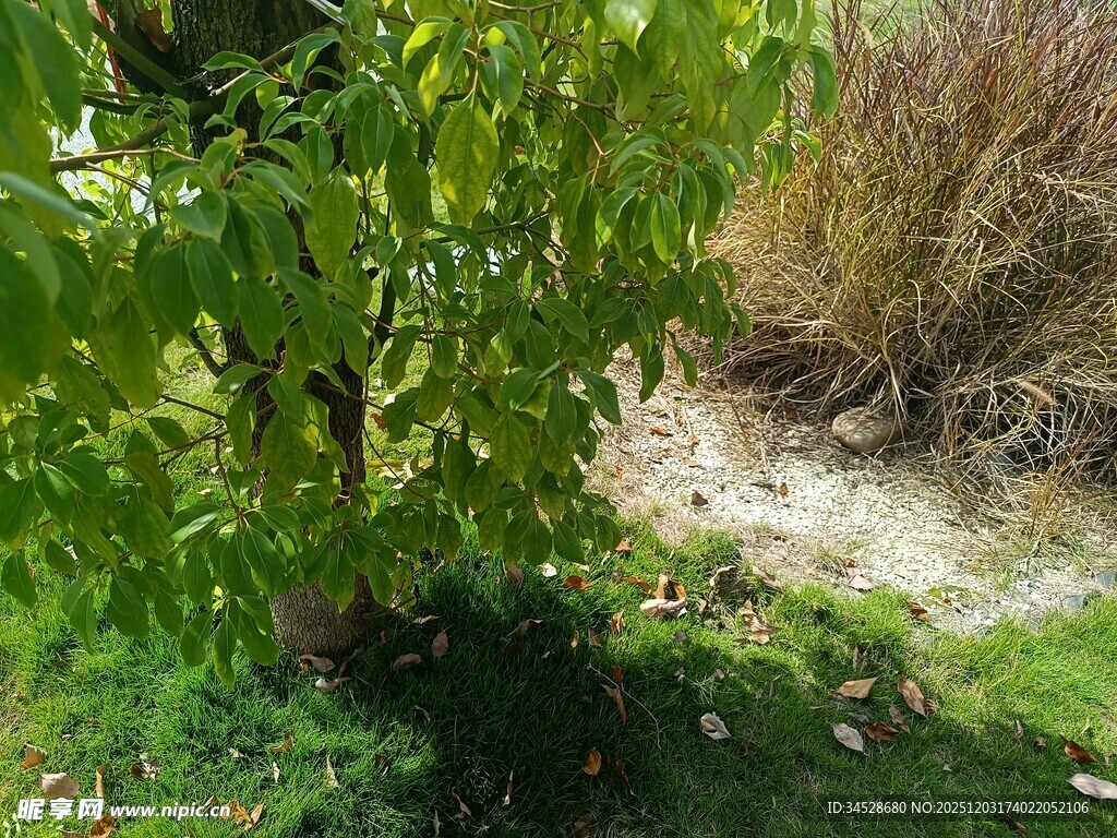 绿叶繁茂的户外植物景观