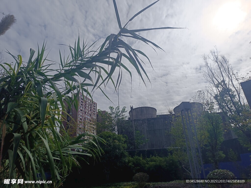 阳光下的绿植与远处建筑