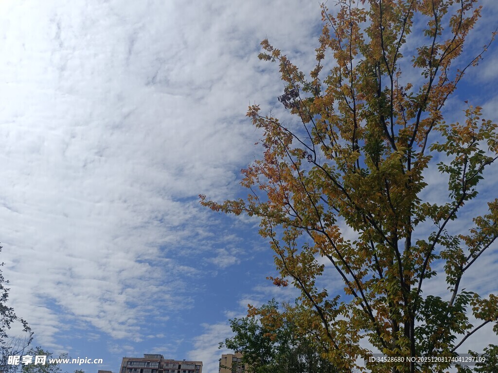 秋日蓝天旁的多彩树木