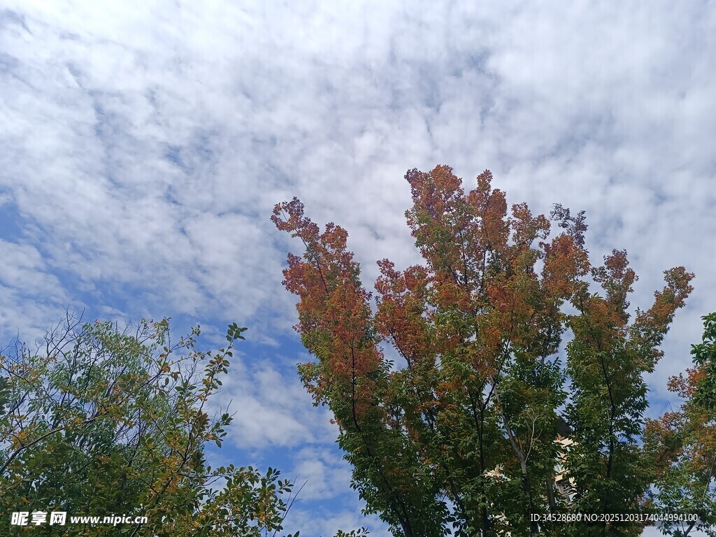 秋日树梢与蓝天白云