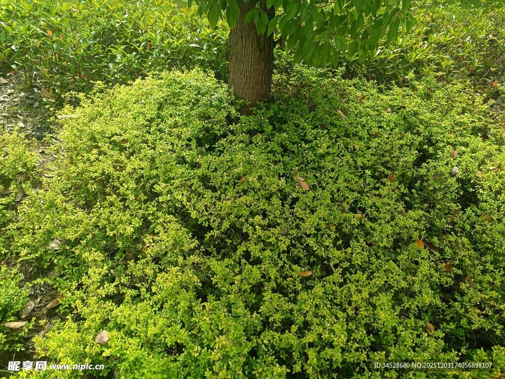 绿意盎然的繁茂灌木景观