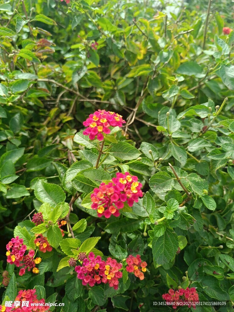 鲜艳红花朵绽于绿叶间